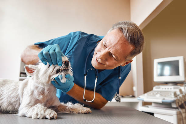 Best Pediatric Emergency Dentist in Lan, MI